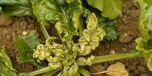 uploads/images/disease/Curly top virus of beet root.jpg